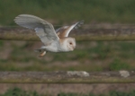Barn Owl