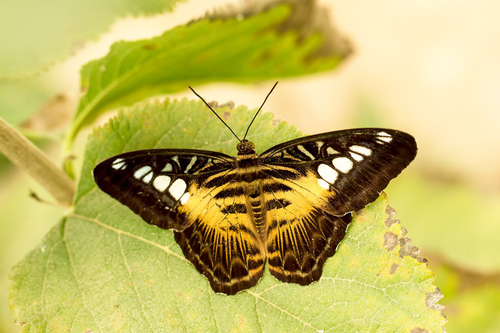 Also found in a blue form (although never seen one) - this is the usual colour