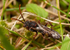 Nomada hirtipes (f)