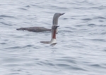 Red-throated Divers