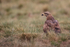 Black Kite on the ground, Catalonia, Spain