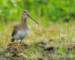 Snipe standing still, Lake Mývatn, Iceland