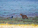 Red Fox