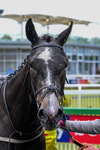 160526-Race 7-Brighton Boy-0162