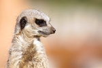 MeerkatGeorge Cox