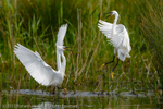 Little Egrets (Egretta garzetta) fighting