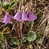 Dwarf snowbell (Soldanella pusilla) 
