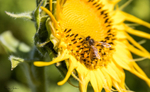 Sunflower Bee 13