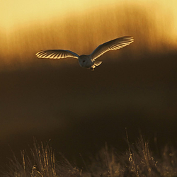 Barn Owl in flight