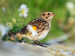 Lapland Bunting amongst the daisies