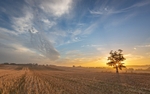 The Bengeo Oak at Sunrise: 314E