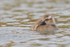 Steamerduck duckling swimming, Carcass Settlement, Falklands