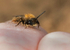 Andrena clarkella (m)