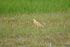 Squacco Heron