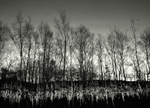 Tree Reflection in Black & White