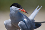 Common Tern close-up at Brownsea Island