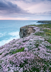 Pink Thrift by Bedruthan Steps (2)