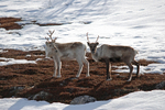 Reindeer