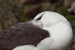 Black-browed Albatross
