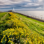 Wildflowers by St Mary's Lighthouse (1)