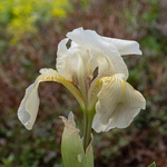 Twin-flowered Iris (Iris bicapitata) usually blue-violet but also in yellow, white and lilac