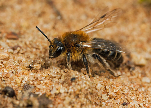 [i]Andrena barbilabris[/i] female. Abandoned quarry Stafordshire. May 2013.