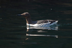 Common Guillemot