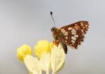 Duke of Burgundy