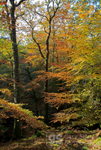 Autumn trees, Torrent Walk