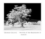 Winter at the Bradshaws  II