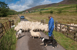 Traffic Jam