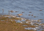 Dunlin