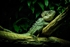 Agama Lizard - RLP_4500-1044