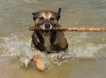 Pet Photography portfolio