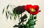 Poppy and Grasses (10)