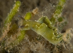 Elysia viridis