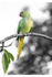 parakeet