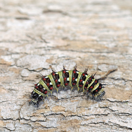 An American Lady caterpillar