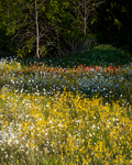 EVENING MEADOW - BRUCE PENINSULA