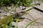 Ocellated Lizard