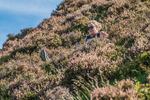Loweswater Show-729