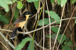 Black-capped Donacobius, back view, Mato Grosso, Brazil