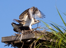 Osprey_0015