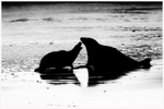 Seal of Disapproval 