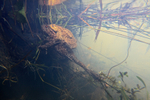 Common Toads spawning_ct_036