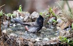 Red-vented Bulbul