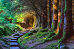 Ballinastoe Woods, Ireland.