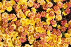 Floral_0075
