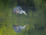 Grey Heron - Ardea cinerea