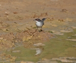 Sardinian Warbler